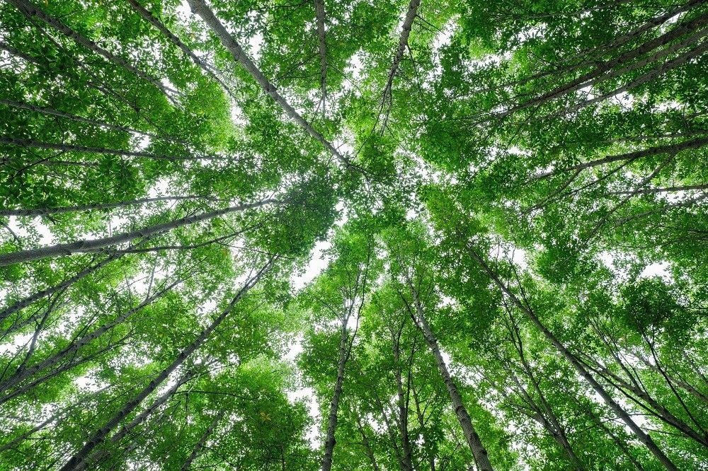Shifting the Mitigation Burden: Outcomes and Implementation Opportunities of the Landmark South Korean Climate Case